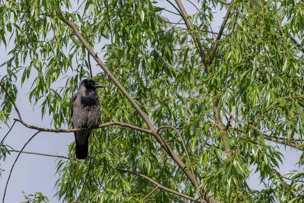 Vrána Zakuklená Corvus Cornix Sedící Větvi Stromu Slunečného Letního Dne — Stock fotografie