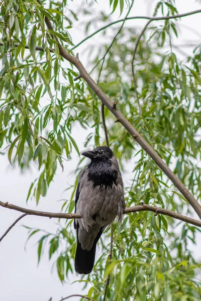Hooded Crow Corvus Cornix Sitting Tree Branch Sunny Summer Day — Stock Photo, Image