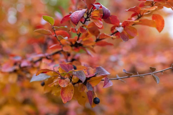 Bright Autumn Background Leaves Fruits Chokeberry Bush Copy Space Text — Stock Photo, Image