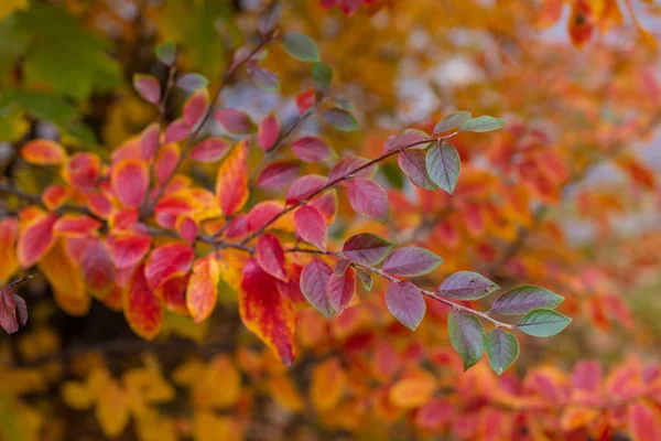 Вне Фокуса Фото Яркие Осенние Листья Кустарника Chokeberry — стоковое фото