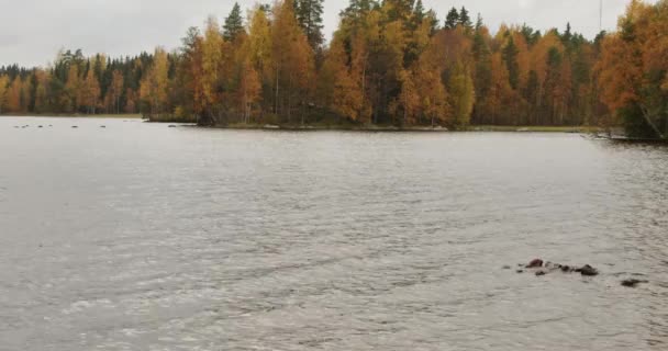 Piękny Jesienny Krajobraz Przyrody Jezioro Zielonkawy Żółtawy Las Pochmurny Jesienny — Wideo stockowe