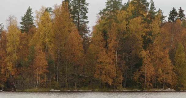 Bellissimo Paesaggio Naturale Autunnale Lago Foresta Verdastra Giallastra Una Giornata — Video Stock