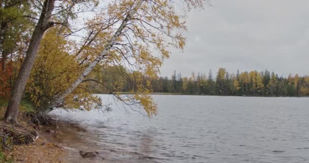 美丽的秋天自然景观 在多云的秋日 是一个湖泊 是一片绿黄的森林 水面上的树木倒影 — 图库视频影像