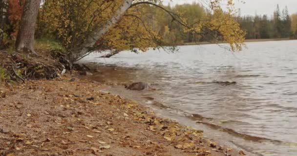 Krásná Podzimní Krajina Přírody Jezero Nazelenalý Nažloutlý Les Oblačného Podzimního — Stock video