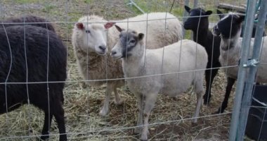 Bulutlu bir sonbahar gününde, çitlerin yanında durup yiyecek bekleyen yabani koyunlar..