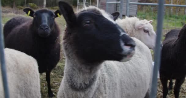 Primer Plano Una Oveja Granja Curiosa Oveja Blanca Negra Través — Vídeo de stock