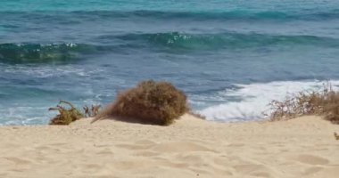 Corralejo sahilinin güzel manzarası ve Fuerteventura, İspanya 'da turkuaz suyu olan kumullar. Kuru çalılar sahilde ötüyor.