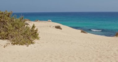 Corralejo sahilinin güzel manzarası ve Fuerteventura, İspanya 'da turkuaz suyu olan kumullar. Kuru çalılar sahilde ötüyor.