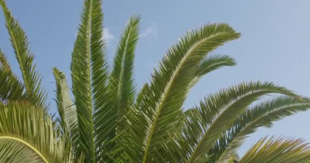 Крупный План Пальмовых Листьев Раскачивается Ветру Солнечный День Фоне Голубого — стоковое видео