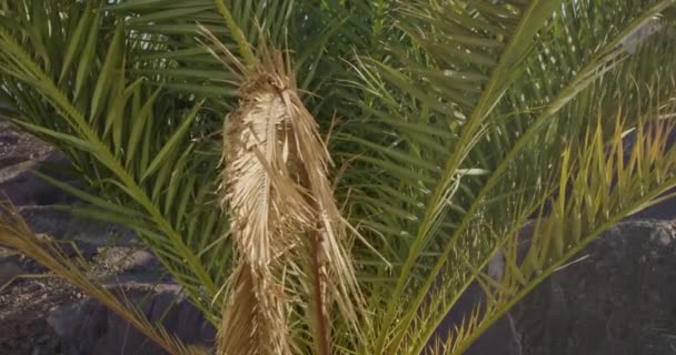 Închiderea Frunzelor Palmier Influențează Vântul Într Însorită — Videoclip de stoc