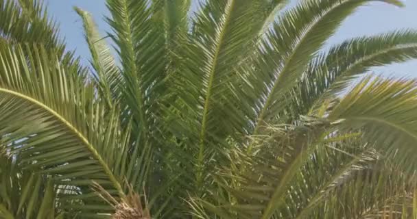 Крупним Планом Пальмове Листя Ширяє Вітрі Сонячний День Проти Блакитного — стокове відео