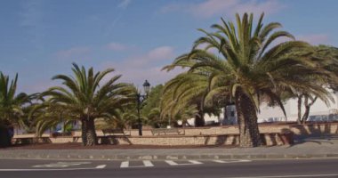 Tropikal bir adada yol kenarında yetişen güzel palmiye ağaçları. Tatil ve seyahat kavramı.