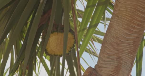 Immagini Ravvicinate Frutti Giallo Verdastri Che Crescono Albero Isola Tropicale — Video Stock