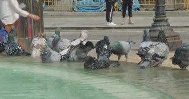 Sıcak bir sonbahar gününde şehir çeşmesinde banyo yapan güvercinler.