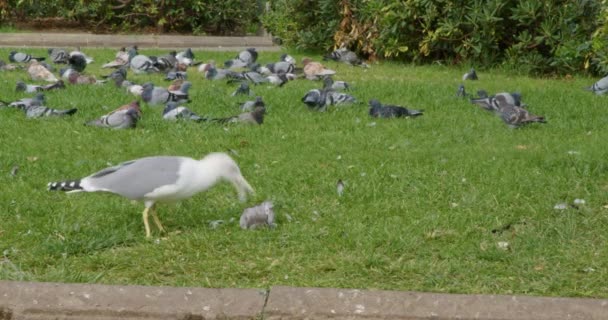 Şehir Parkında Ölü Bir Güvercini Yiyen Martı Kuş Uçuşu Avcı — Stok video