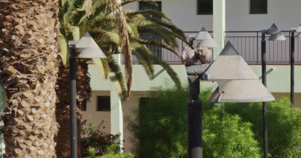 Euraziatische Duiven Streptopelia Decaocto Zitten Lantaarn Een Zonnige Zomerdag Fuerteventura — Stockvideo