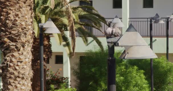 Gołębie Eurazjatyckie Streptopelia Decaocto Siedzą Latarni Słoneczny Letni Dzień Fuerteventura — Wideo stockowe
