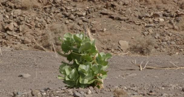 Close Uma Planta Verde Solitária Nas Montanhas Ilha Canária Vulcânica — Vídeo de Stock