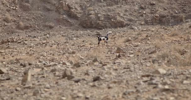 Een Eenzame Geit Wandelen Vulkanische Bergen Van Canarische Eilanden Een — Stockvideo