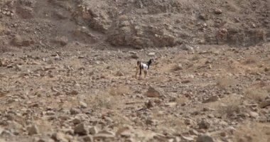 Güneşli bir sonbahar gününde Kanarya Adası 'nın volkanik dağlarında yürüyen ve yiyecek arayan yalnız bir keçi..