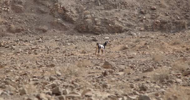 Osamělá Koza Procházející Sopečných Horách Kanárského Ostrova Slunečného Podzimního Dne — Stock video