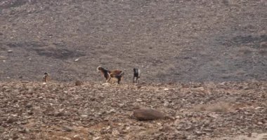 Güneşli bir sonbahar gününde Kanarya Adası 'nın volkanik dağlarında yürüyen ve yiyecek arayan bir keçi sürüsü..