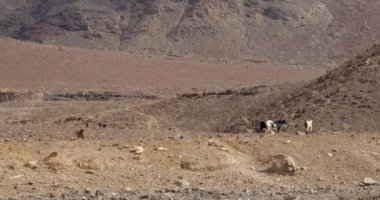 Güneşli bir sonbahar gününde Kanarya Adası 'nın volkanik dağlarında yürüyen ve yiyecek arayan bir keçi sürüsü..