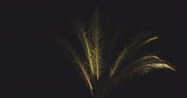 一个热带棕榈生长在城市街道上的特写镜头 夜间用霓虹灯装饰和照明 — 图库视频影像