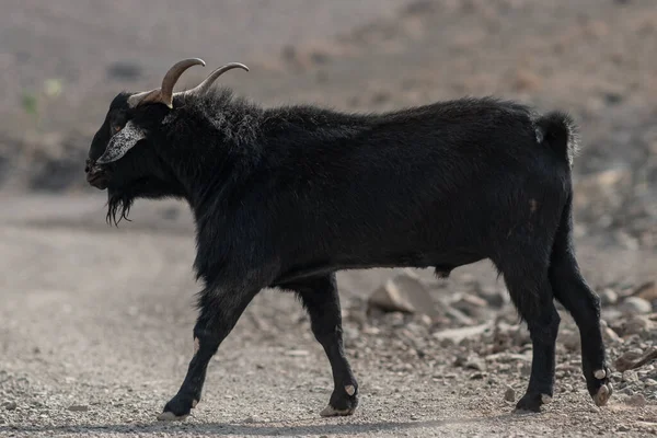Una Gran Cabra Negra Con Cuernos Grandes Cruza Carretera Fuerteventura —  Fotos de Stock