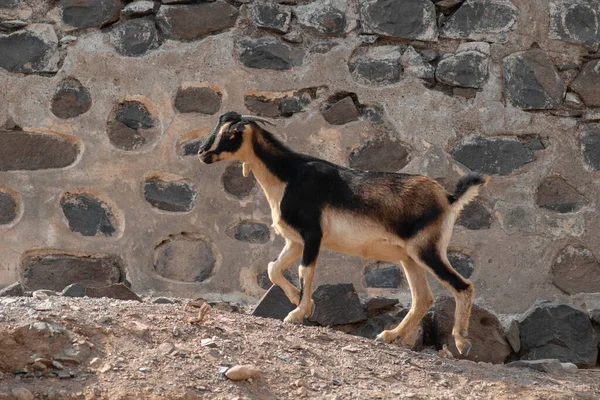 Una Cabra Pasea Por Las Montañas Volcánicas Canarias Día Soleado —  Fotos de Stock