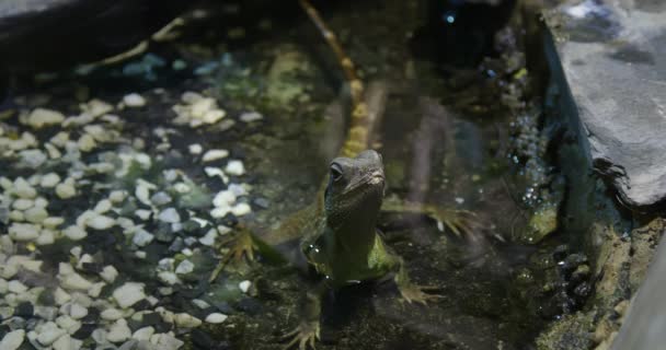 Close Shot Green Chinese Water Dragon Standing Water Looking Camera — Stock Video