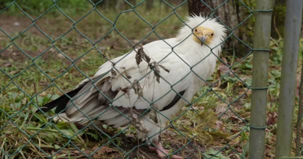 Egyptian Vulture Neophron Percnopterus Also Called White Scavenger Vulture Pharaoh — 图库视频影像