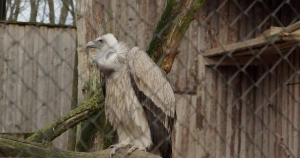 Imagens Perto Abutre Griffon Sentado Uma Árvore Gyps Fulvus — Vídeo de Stock