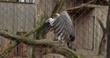 Ağaçta oturan (Gyps fulvus) ve kanatlarını çırpan bir griffon akbabasının yakın çekim görüntüleri.