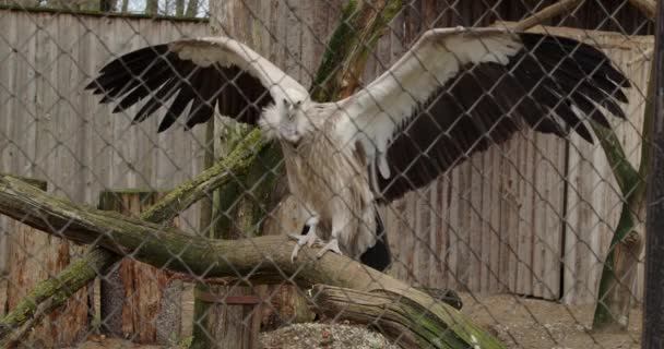 木の上に座っているグリフォンのハゲタカのクローズアップ映像 石膏フルバス とその翼を羽ばたき — ストック動画