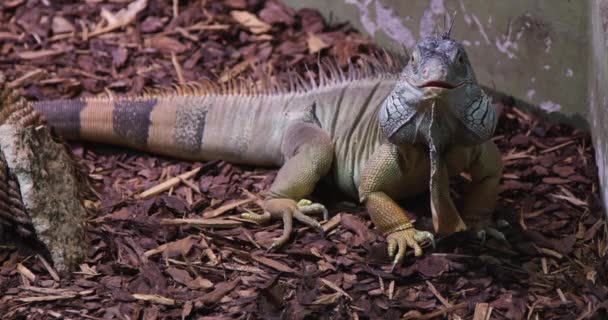 木のチップで覆われた地面に眠っている緑のイグアナの野生動物のショットとカメラを調べる — ストック動画