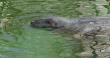 Gri bir fok yeşil suyla dolu bir havuzda yüzer. Deniz Aslanı yüzer ve sudan dışarı bakar..