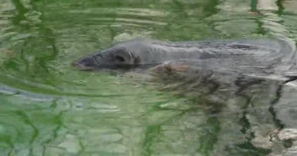 Grey Seal Swims Pool Green Water Sea Lion Swims Looks — Stock Video