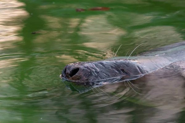 Phoque Nage Dans Eau Verte Seul Nez Avec Une Moustache — Photo