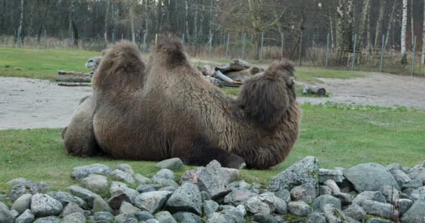 Бактрийский Верблюд Camelus Bactrianus Известный Монгольский Верблюд Домашний Бактрийский Верблюд — стоковое видео