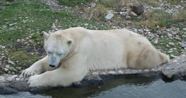 Polar Bear Resting Next Pool — Stock Video
