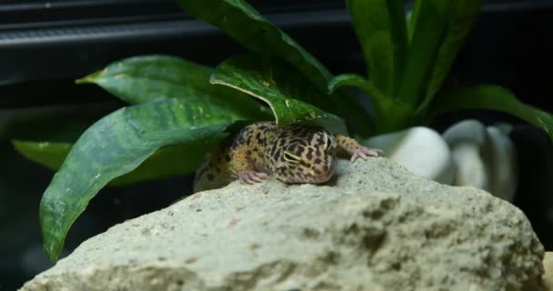 Close Leopardo Colorido Gecko Sentado Uma Pedra — Vídeo de Stock