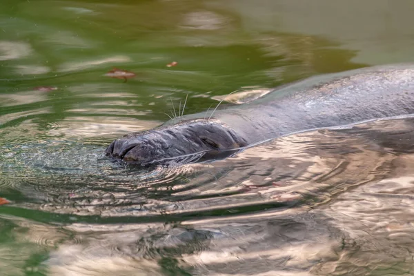 Phoque Nage Dans Eau Verte Seulement Nez Avec Une Moustache — Photo