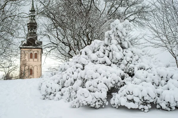 Μεγάλος Θάμνος Καλυμμένος Χιόνι Στην Παλιά Πόλη Του Ταλίν Μια — Φωτογραφία Αρχείου