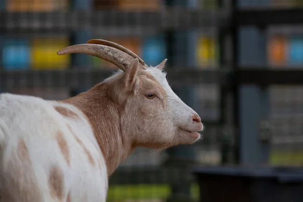 Close Portrait Beige Dwarf Goat Capra Hircus — Stockfoto