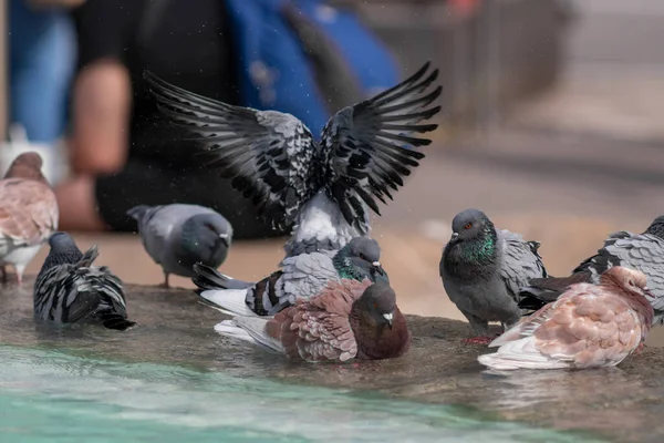 Pigeons Having Bath City Fountain Warm Autumn Day Barcelona City — Stock Photo, Image