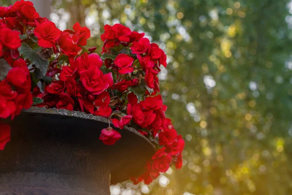 Begonia Roja Florece Una Hermosa Maceta Parque Ciudad Una Soleada Fotos de stock