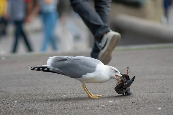 カモメは街の通りで死んだ鳩を食べる 鳥の飛行 捕食者のカモメ カタルーニャ広場 カタルーニャ広場 — ストック写真