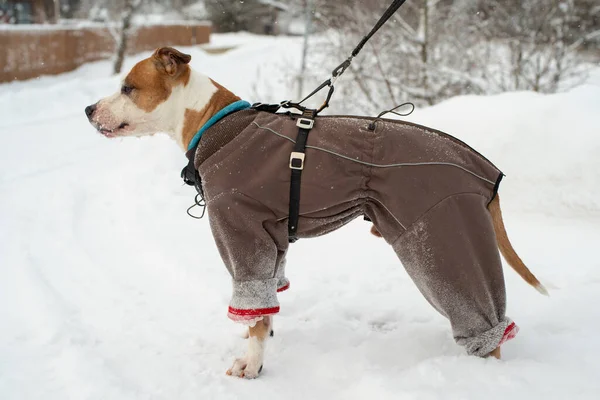 Portrait Beautiful Dog Wearing Warm Coat Snowflakes His Face American —  Fotos de Stock