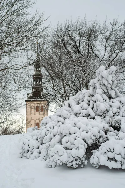 Большой Куст Покрытый Снегом Старом Городе Таллинна Пасмурный Зимний День — стоковое фото